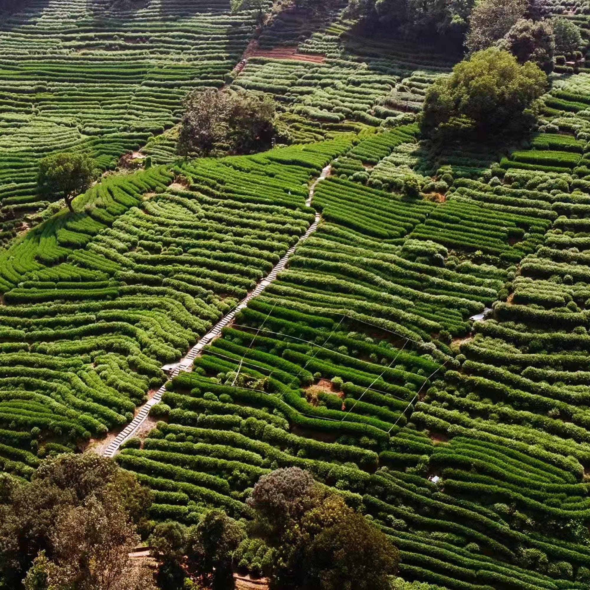 Terrassierte Grünteeplantagen auf einem Hügel mit Reihen und schattenspendenden Bäumen
