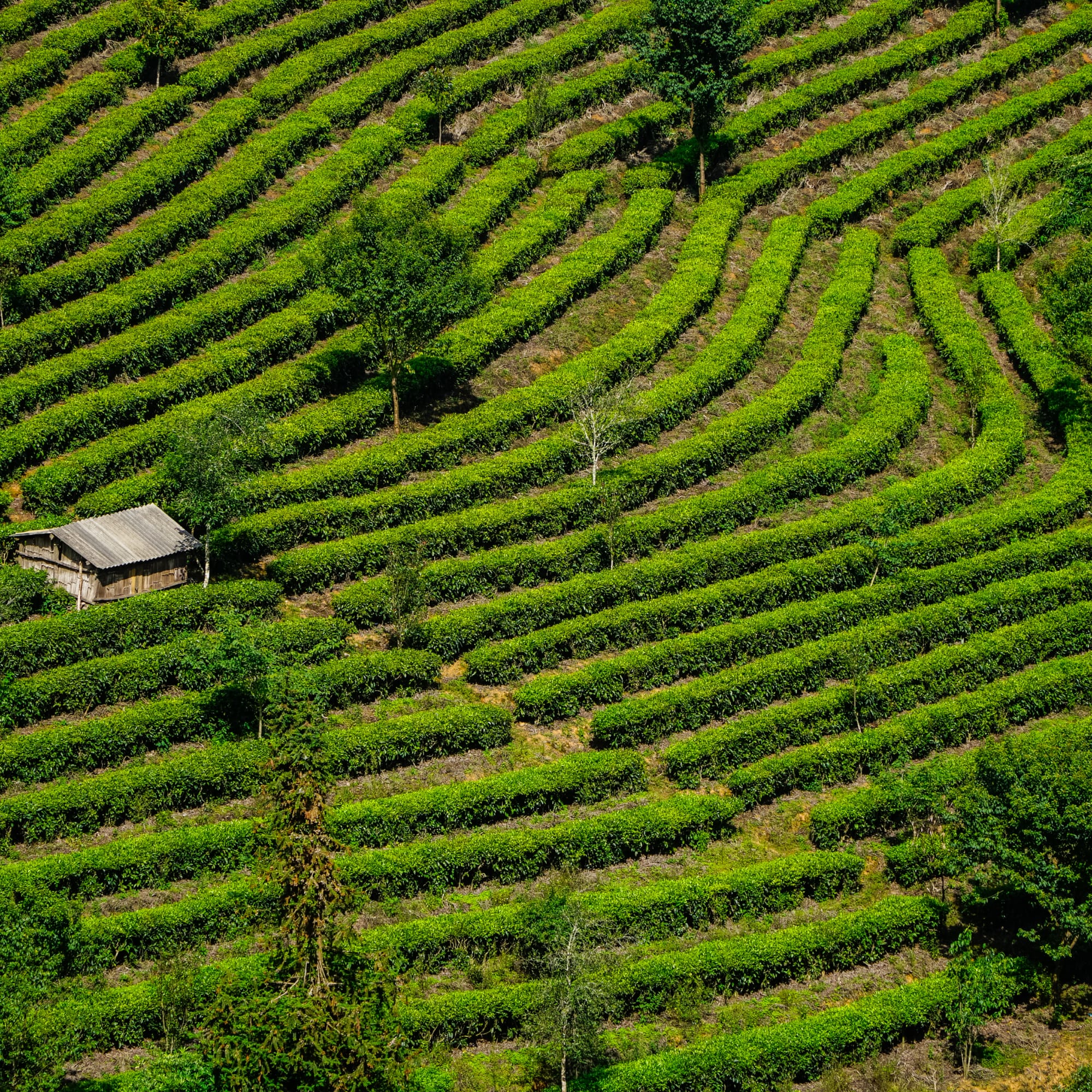 Leuchtend grüne Teesträucher auf terrassierten Hügeln mit Holzhaus und Bäumen im Hintergrund.