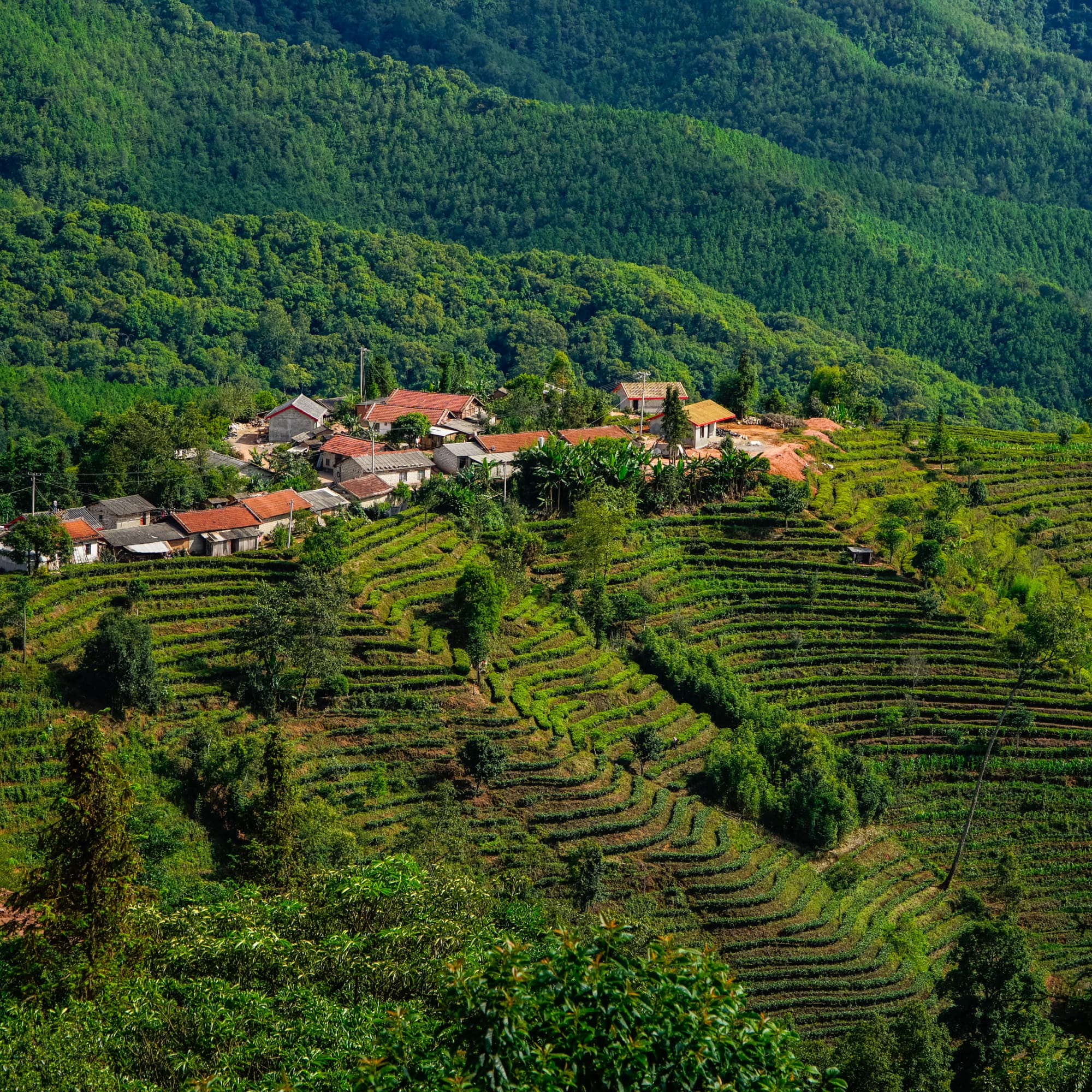 Berglandschaft mit Dorf auf terrassierten Feldern und Wald im Hintergrund
