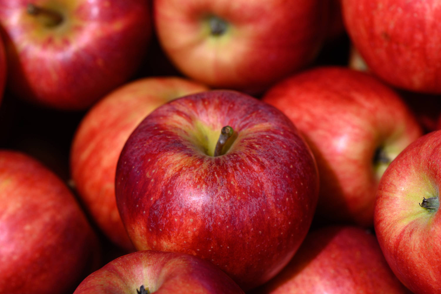 Frisch gepflückte rote Äpfel