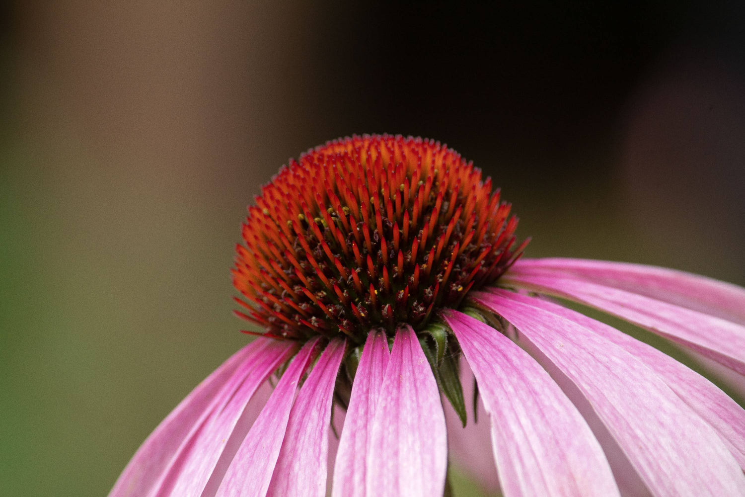 Leuchtend pink-violette Echinacea-Blüte, die die filigranen Details ihrer Blütenblätter und ihres Blütenzentrums zeigt