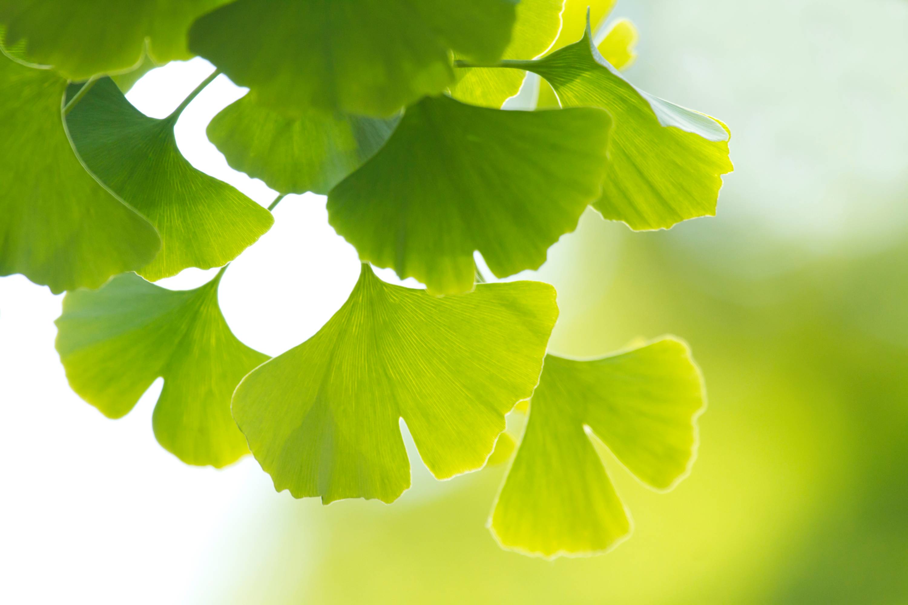 Grüne Ginkgoblätter mit fächerförmiger Struktur und leuchtenden Adern im Sonnenlicht